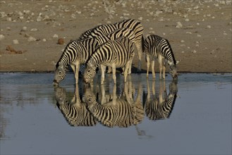 Burchell's Zebras (Equus quagga burchelli) drinking at the waterhole Chudop, Etosha National Park,