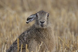 European hare in a stubble field