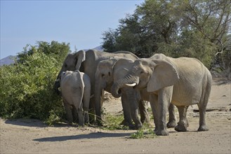 African elephants (Loxodonta africana), desert elephants standing in the dry riverbed of the Hoanib