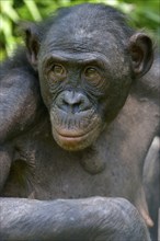 Bonobo (Pan paniscus), portrait, Lola ya Bonobo Sanctuary, Kimwenza, Mont Ngafula, Kinshasa,