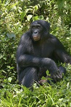 Bonobo (Pan paniscus), Lola ya Bonobo Sanctuary, Kimwenza, Mont Ngafula, Kinshasa, Democratic