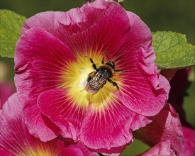 Common hollyhock (Alcea rosea), Germany, Europe