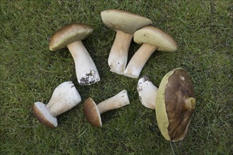 King boletes (Boletus edulis), Emsland, NIedersachsen, Germany, Europe