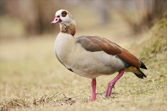 Egyptian goose (Alopochen aegyptiaca), standing on a meadow, Bavaria, Germany Europe