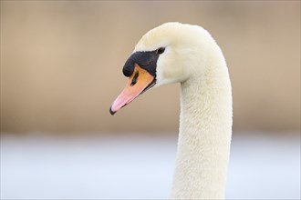 Mute swan (Cygnus olor), portrait, detail, Bavaria, Germany Europe