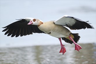 Egyptian goose (Alopochen aegyptiaca), flying, Bavaria, Germany Europe