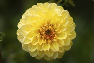 Dahlias (Dahlia), double, yellow, close-up flower, Ternitz, Lower Austria, Austria, Europe