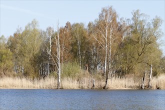 Mixed forest of willows and birches on the banks of the Peene, Peene Valley River Landscape nature