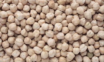 Chickpeas (Cicer arietinum), field pea, legume family