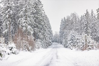 Snowy winter road in the forest, Sweden, Europe