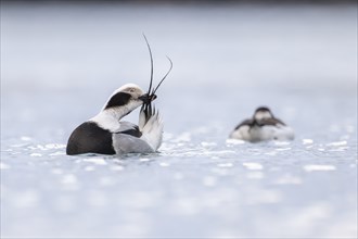 Long-tailed duck (Clangula hyemalis), male in splendour plumage during plumage care, Batsfjord,