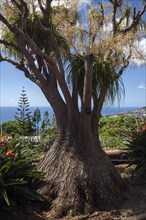 Mighty elephant foot (Beaucarnea recurvata), botanical garden in Funchal, Jardim Botanico, Funchal,