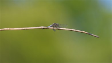 Close-up, black-tailed skimmer (Orthetrum cancellatum), male, Neustadt am Rübenberge, Germany,