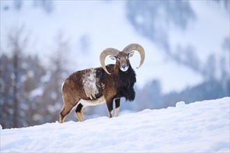 European mouflon (Ovis aries musimon) ram on a snowy meadow in the mountains in tirol, Kitzbühel,