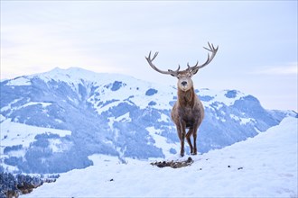 Red deer (Cervus elaphus) stag on a snowy meadow in the mountains in tirol, Kitzbühel, Wildpark