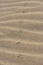 Animal track of a bird on the beach "Platja del Fangar", coast, nature reserve, ebro delta,