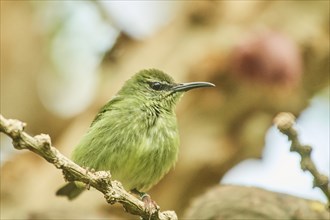 Red-legged honeycreeper (Cyanerpes cyaneus) female sitting on a branch, Bavaria, Germany, Europe