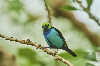 Paradise tanager (Tangara chilensis) sitting on a branch, Bavaria, Germany, Europe