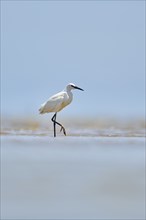 Little egret (Egretta garzetta) walking at the shore, hunting, sea, ebro delta, Catalonia, Spain,