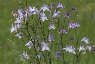 European columbine (Aquilegia vulgaris), Bavaria, Germany, Europe