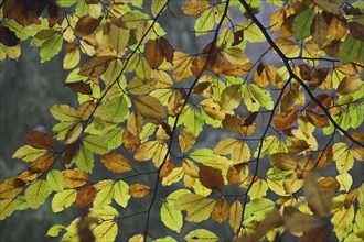 Common beech (Fagus sylvatica) tree leaves turning into colourful autumn colours in deciduous