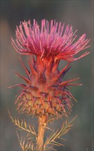 Milk Thistle (Silybum marianum), Tejo national park, Portugal (Carduus marianus)