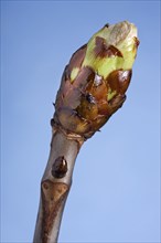 Horse-chestnut (Aesculus hippocastanum), Conker tree bud, Belgium, Europe