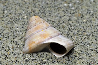 Gyroscope snail, Gyroscope snails, Other animals, Marine snails, Snails, Animals, Molluscs, Painted