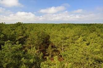 View from the lookout tower, pine forest, Fonteinsnol, De Koog, Texel Island, North Sea, North