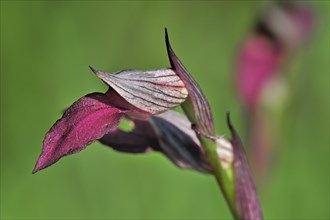 Tongue orchid, Tongue Serapias (Serapias lingua) (Helleborine lingua) (Orchis lingua) in flower