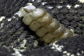 Close up of rattler and keeled scales of Arizona black rattlesnake (Crotalus oreganus cerberus)