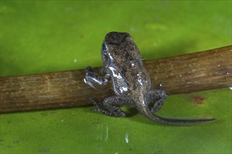 Common frog (Rana temporaria) Frog chick with well-developed limbs leaves the water