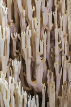 Strict-branch coral, upright coral (Ramaria stricta) (Clavaria stricta) on the forest floor