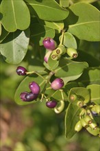 Waterberries (Syzygium cordatum), Kasanka National Park, Zambia, Africa