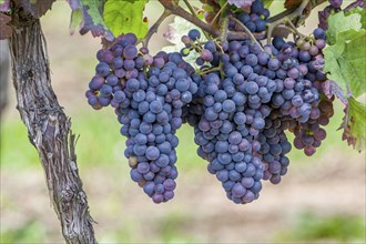 Grapes (Vitis sp.) on the vine, Southern Palatinate, Palatinate, Rhineland-Palatinate, Germany,