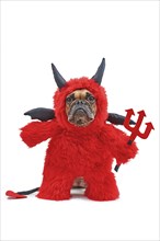 Funny French Bulldog dog with red devil Halloween costume wearing a fluffy full body suit with fake