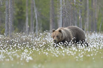 Brown bear (Ursus arctos) in the swamp with Cottongrass (Eriophorum), Karelia, Finland, Europe