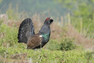 Western capercaillie (Tetrao urogallus) courting, Kalkalpen National Park, Upper Austria, Austria,