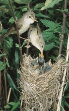 Marsh Warbler (Acrocephalus palustris), pair feeding chicks at nest, Lower Saxony, Germany, Europe