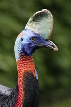 Double wattled cassowary, Australian Cassowary (Casuarius casuarius)