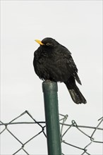 Blackbird (Turdus merula), male, Germany, Europe