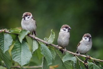 Tree Sparrows (Passer montanus), youngs, Germany, Europe