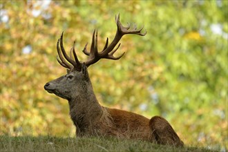 Red Deer, male (Cevrus elaphus)