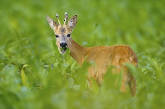 Roebuck, spit, Dingdener Heide nature reserve, North Rhine-Westphalia, Germany, Europe