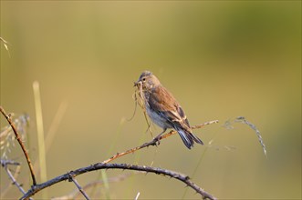 Linnet, female with nesting material, Dingdener Heide nature reserve, North Rhine-Westphalia,