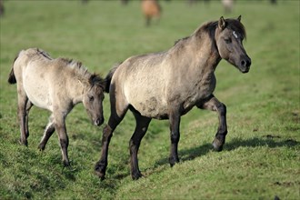 Dülmen wild horses, mare with foal, Merfelder Bruch, Dülmen, North Rhine-Westphalia, Dülmen wild