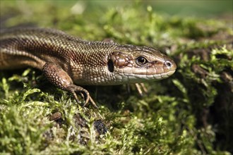 Common Lizard (Lacerta vivipara), Lower Saxony, Germany, Europe