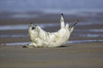 Grey Seal (Halichoerus grypus), young, England