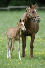 English thoroughbred, mare with foal