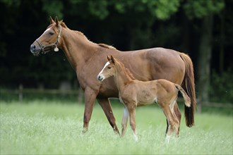 English thoroughbred, mare with foal, sideways